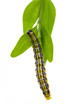 Buchsbaumzünsler (Cydalima perspectalis) beim Fressen