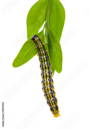 Photo: Buchsbaumzünsler (Cydalima perspectalis) beim Fressen Buchsbaumzünsler (Cydalima perspectalis) beim Fressen