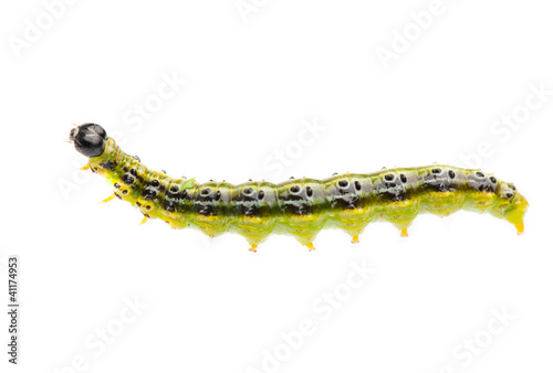 Photo: Raupe des Buchsbaumzünsler (Cydalima perspectalis) auf weiß Raupe des Buchsbaumzünsler (Cydalima perspectalis) auf weiß