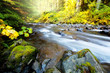 Creek in forest