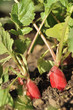 radis en terre radis en terre