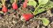 ceuillette de radis ceuillette de radis