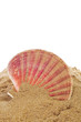 sea shell on the sand