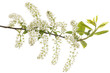 bird cherry