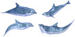 Illustration: Dolphin Pack Dolphin Pack