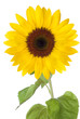 Sunflower on white