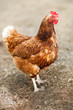 Closeup of a hen in a farmyard (Gallus gallus domesticus) Closeup of a hen in a farmyard (Gallus gallus domesticus)