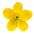 Marsh Marigold Yellow Flower Isolated on White