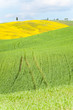 Tuscany landscape