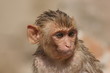Babyaffe nach dem Baden