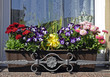 Blumenfenster_8136