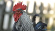 portrait of a colorful rooster portrait of a colorful rooster