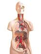 Human anatomy dummy