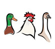 farm birds farm birds