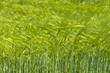 Orzo verde 2 Orzo verde 2
