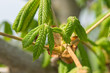 Chestnut