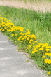 canvas print picture - Dandelion