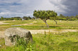 Pinos en El Bao
