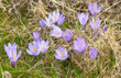 Crocus a Campo Imperatore Crocus a Campo Imperatore