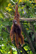 Photo: Borneo Orangutan Borneo Orangutan