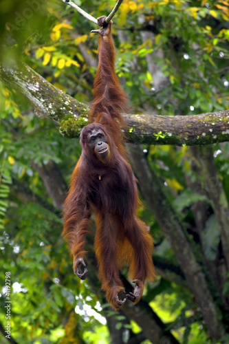 Photo: Borneo Orangutan Borneo Orangutan