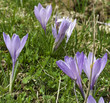Crocus a Campo Imperatore 2 Crocus a Campo Imperatore 2