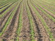 maize plant