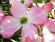 cornus plant during spring time