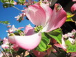 cornus plant during spring time