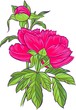 Vektor: pink peony pink peony