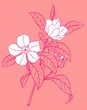 Vektor: white flowering branch on pink background white flowering branch on pink background