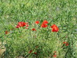 poppies