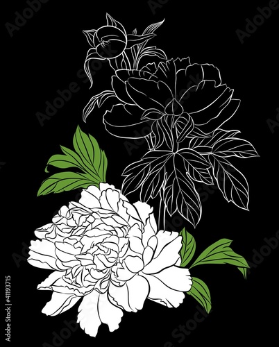 Vektor: white peony on black background white peony on black background