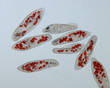 Paramecium caudatum - gefüttert mit gefärbten Hefezellen