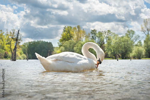 Photo: white swan white swan