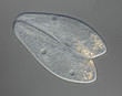 Paramecium caudatum - Pantoffeltierchen - Konjugation