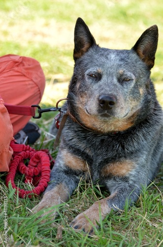 Foto: Bouvier australien Bouvier australien