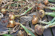 harvested onions