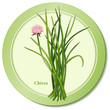 Chives Herb, mild onion flavor, in French blend Fines Herbes