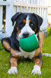 Schweizer Sennenhund mit grünem Ball