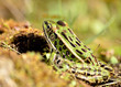 Northern Leopard Frog