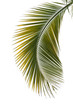 Leaf of palm tree