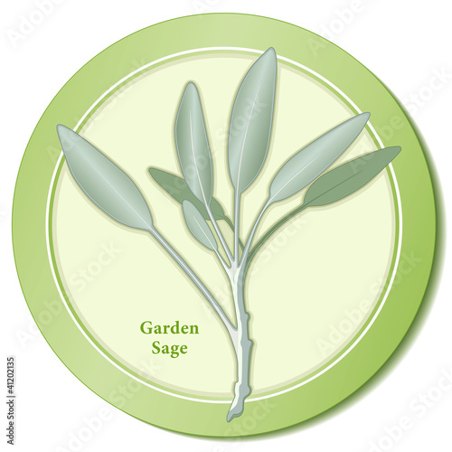Vector: Garden Sage Herb, cooking meats, poultry, stuffing. Medicinal. Garden Sage Herb, cooking meats, poultry, stuffing. Medicinal.
