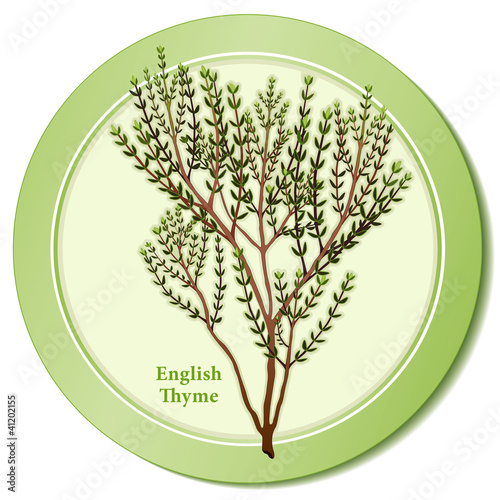 "English Thyme Herb, cooking, Bouquet garni, Herbes de Provence