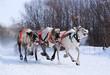 Team of rein-deers skims over the snow path. Team of rein-deers skims over the snow path.