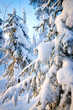 Winter in deep forest. Winter in deep forest.