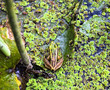 Green Frog