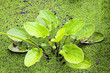 Water Plant