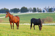 Horse Farm
