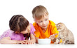 children boy and girl feeding attractive kitten